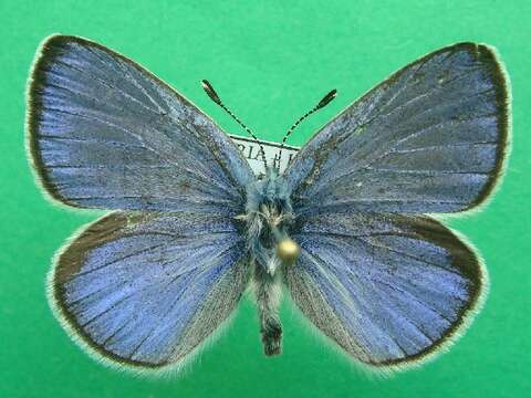 Image of Green-underside Blue