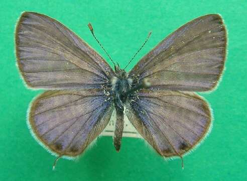 Image of Lang's Short-tailed Blue