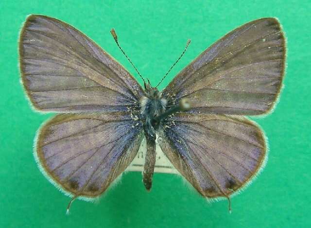 Image of Lang's Short-tailed Blue