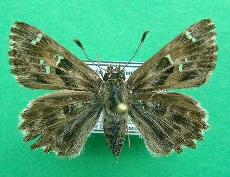 Image of Mallow Skipper