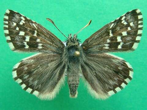 Image of Alpine Grizzled Skipper