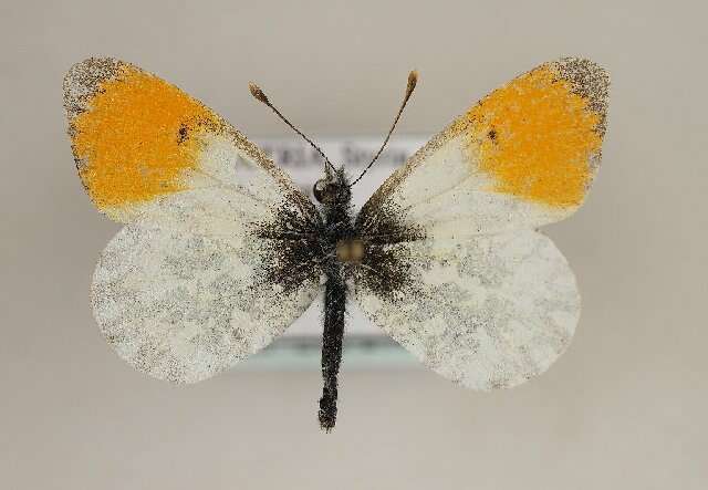 Image of orange tip