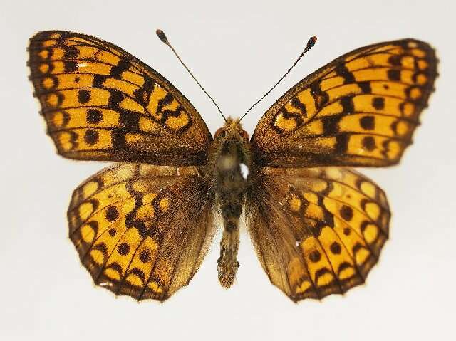 Sivun <i>Argynnis niobe</i> kuva