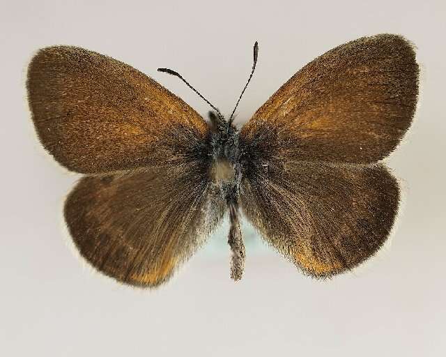 Image of <i>Coenonympha gardetta</i>