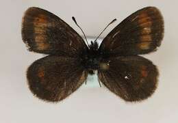 Image of Lesser Mountain Ringlet