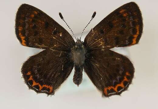 Image of <i>Lycaena helle</i>