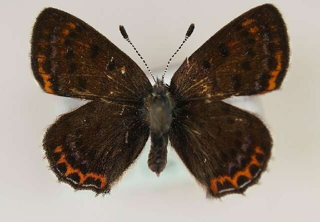 Image of <i>Lycaena helle</i>