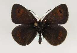 صورة Erebia cassioides Esper 1790