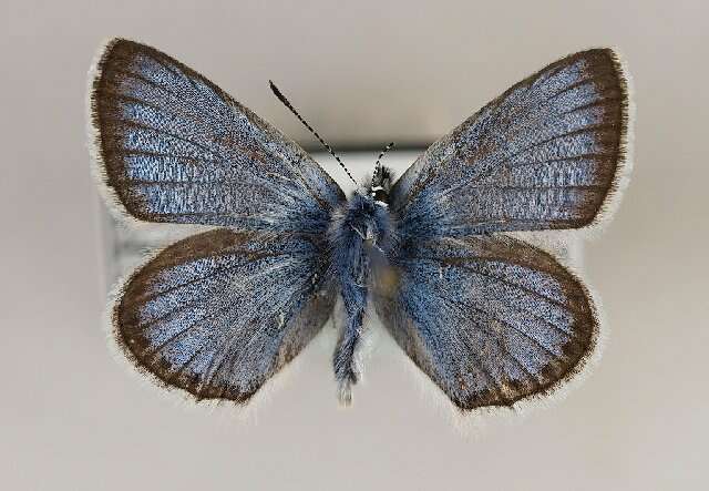 صورة Polyommatus eros (Ochsenheimer 1807)