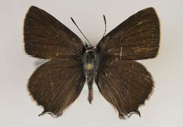 Image of <i>Satyrium spini</i>