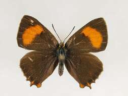 Image of Brown Hairstreak