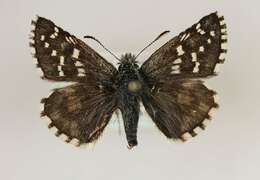 Image of Alpine Grizzled Skipper