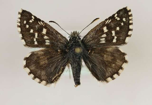 Image of Alpine Grizzled Skipper