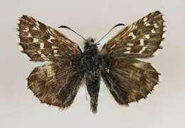 Image of Alpine Grizzled Skipper