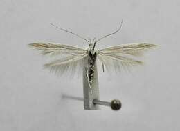 Image of Coleophora meridionella Rebel 1912