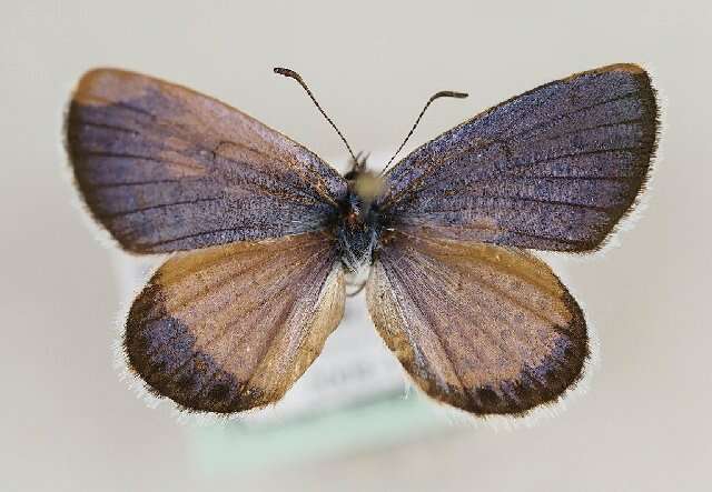 Image of Plebejus argyrognomon (Bergsträsser (1779))