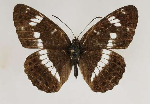 Image of Limenitis camilla