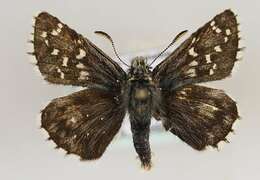 Image of Alpine Grizzled Skipper