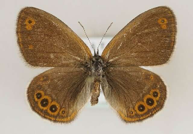 Image of scarce heath