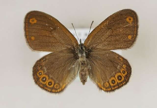 Image of scarce heath