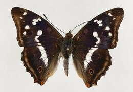 Image of purple emperor