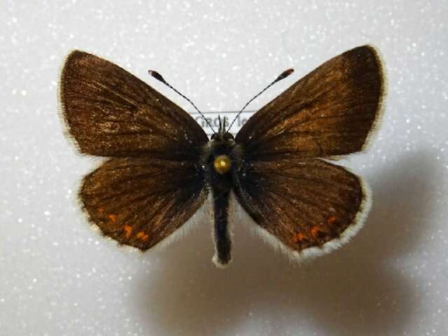 Image of brown argus