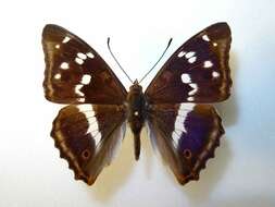 Image of purple emperor