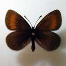 Image de <i>Erebia claudina</i>