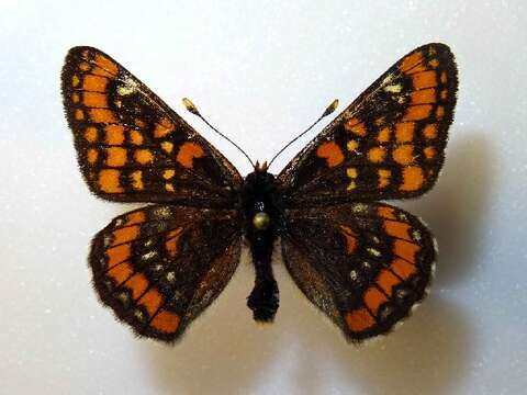 Image of Scarce fritillary