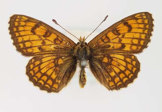 Imagem de Melitaea parthenoides