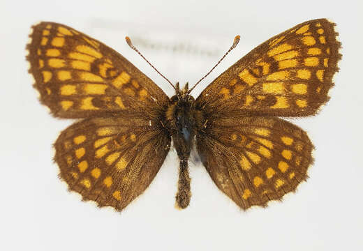 Imagem de Melitaea britomartis