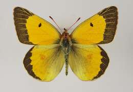 Image de Colias chrysotheme (Esper 1777)