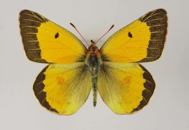 Image of Colias chrysotheme (Esper 1777)