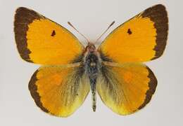 Image of Colias myrmidone (Esper 1781)