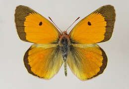 Image of Colias myrmidone (Esper 1781)