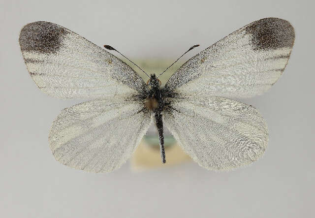 Image of Wood White