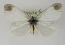 Image of Wood White