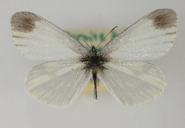 Image of Wood White