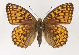 Image of High brown fritillary