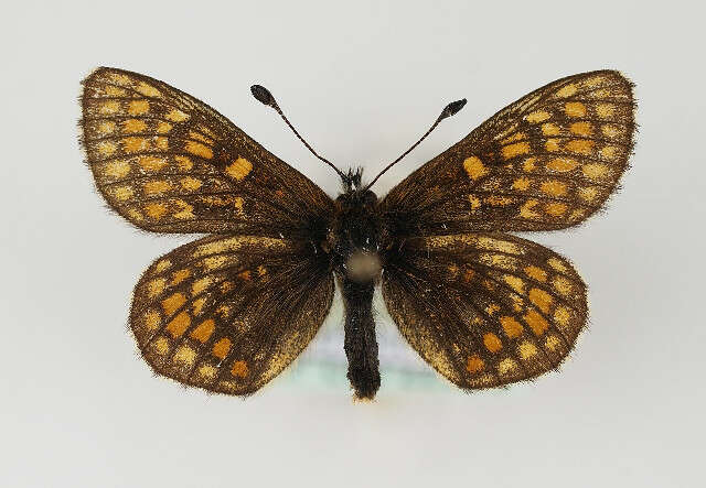 Image de Melitaea asteria