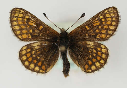 Image de Melitaea asteria