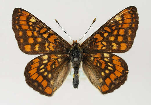 Image of Scarce fritillary