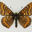 <i>Euphydryas intermedia</i>的圖片