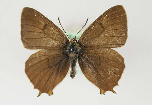 Image of Brown Hairstreak