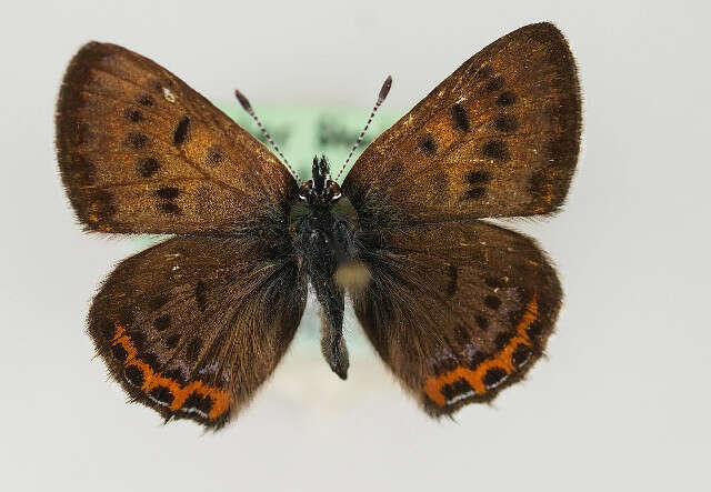 Image of <i>Lycaena helle</i>