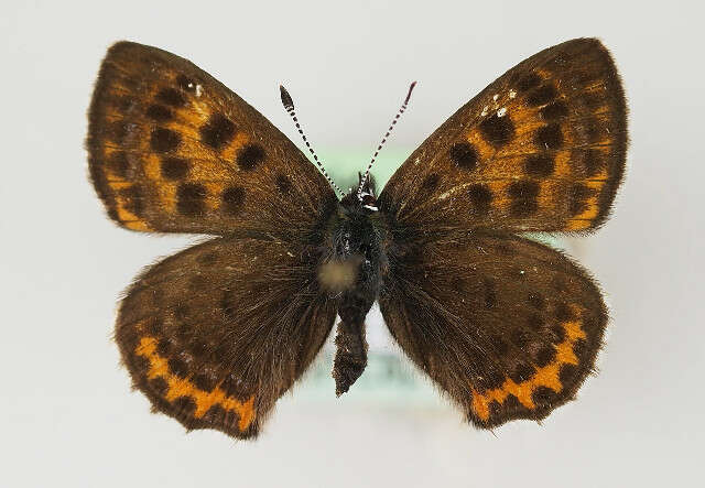 صورة <i>Lycaena helle</i>