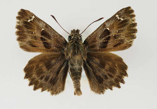 Image of Mallow Skipper