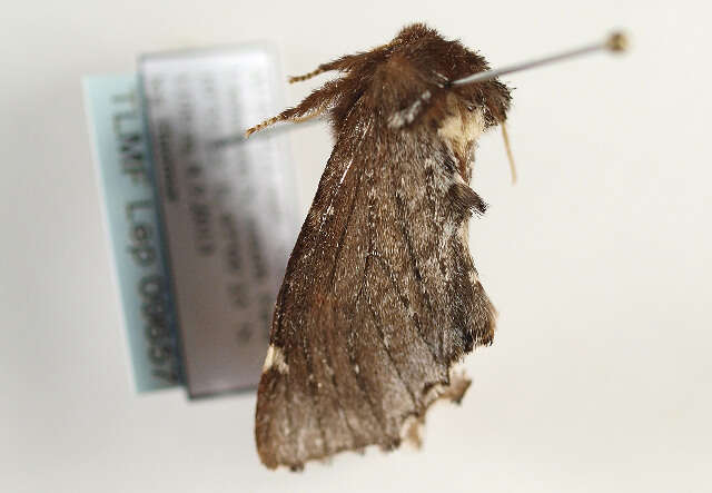 Image of Scarce Prominent