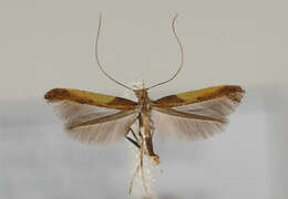 Image of Caloptilia fidella (Reutti 1853)