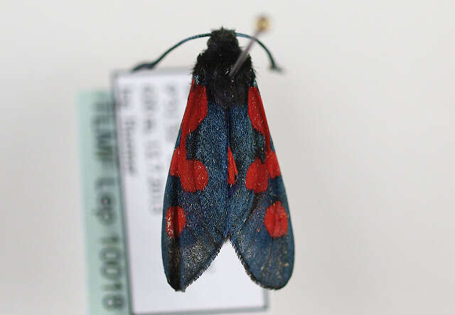 Image of Zygaena lonicerae Scheven 1777